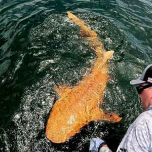 karayiplerde ilk turuncu kopek baligi bilimi sasirtti fAajqqpt