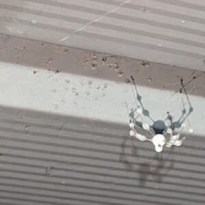 zombi gorunumlu yaratiklar evlere girmeye basladi karinca taklidi yapiyorlar LrOHMjS5