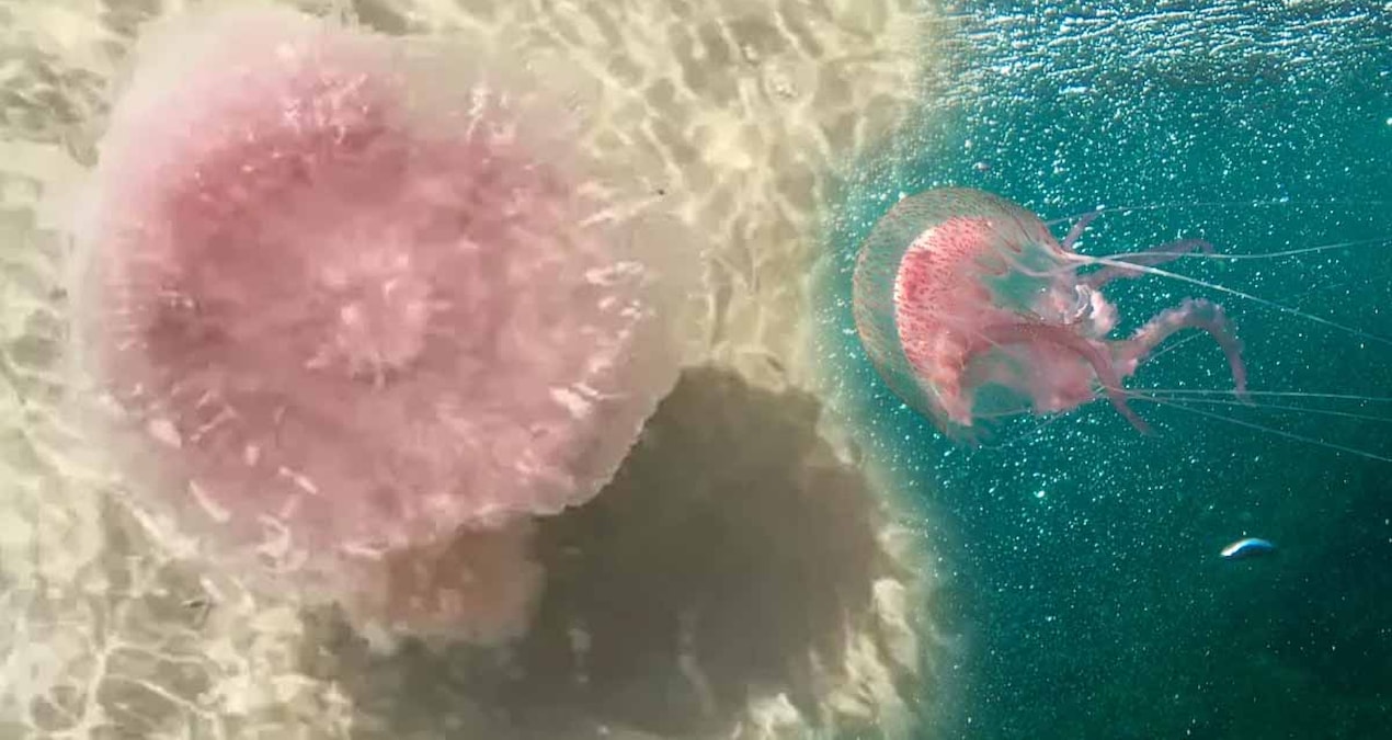 50 kiloluk dev denizanasi kiyiya vurdu herkes kacisti ama gercek cok baskaydi A1FjHuWx