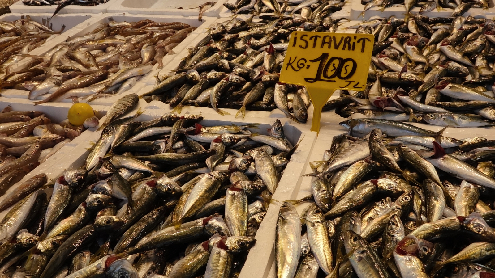 av yasagi bitti tezgahlar istavritle doldu ilk haftada balik fiyatlari belirlendi CRUMmyqk