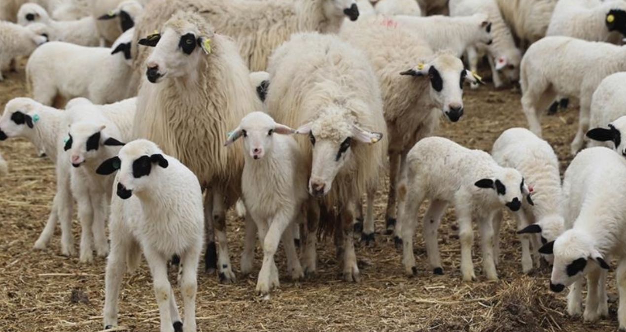 tigem 3 bin 200 reforme kucukbas hayvani satiyor CZMn7MID