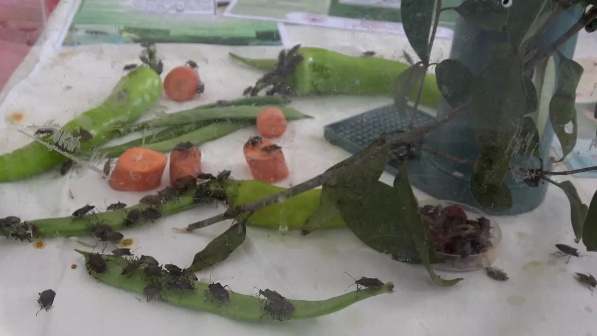 samuray arisi dogaya salindi VYm3HZxd.jpg