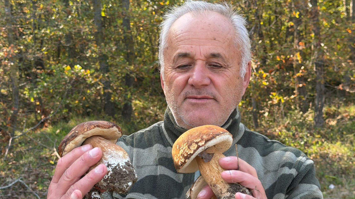 tekirdag istranca ormanlarinda mantar populasyonu azaldi VseFsppA.jpg