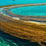 Kıyısı Olmayan Denizin Değişimi: Sargasso Denizi Tehdit Altında